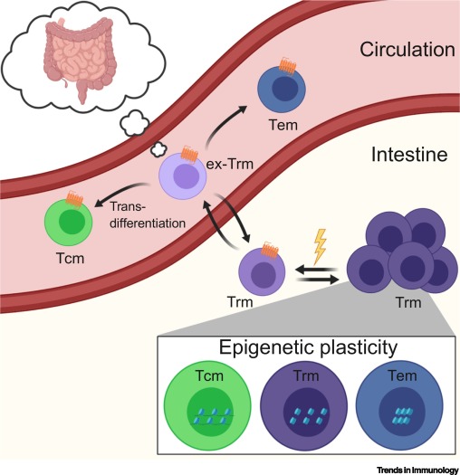 Marco Kuenzli (@kuenzlimarco) on Twitter photo For those who'd like to read our @ImmunologyKing spotlight article on a exciting study from the <a href="/Masopust_Vezys/">Masopust Vezys Lab</a> lab focussing on Trm plasticity, here's the free access link:
authors.elsevier.com/c/1b8Uc5Eb0Rjf…
<a href="/raissaf/">Raissa Fonseca</a> <a href="/Lalit_Beura1/">lalit beura</a> <a href="/cfconemac/">Clare Quarnstrom</a> <a href="/BeuraLab/">Beura_lab@Brown</a> For those who'd like to read our @ImmunologyKing spotlight article on a exciting study from the <a href="/Masopust_Vezys/">Masopust Vezys Lab</a> lab focussing on Trm plasticity, here's the free access link:
authors.elsevier.com/c/1b8Uc5Eb0Rjf…
<a href="/raissaf/">Raissa Fonseca</a> <a href="/Lalit_Beura1/">lalit beura</a> <a href="/cfconemac/">Clare Quarnstrom</a> <a href="/BeuraLab/">Beura_lab@Brown</a>