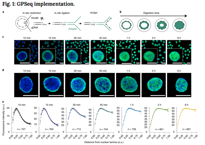 mmw_lmw's tweet photo. #GPSeq and #Hi_C Integration | reveals the Radial Organization of #Chromatin in the cell nucleus | Magda Bienko @karolinskainst @NatureBiotech https://t.co/p309ffGinR https://t.co/2dsuCZP9Xj