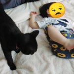 【いつまでも見ていられる癒しの4枚】むちむちな脚で蹴られる黒猫ちゃん