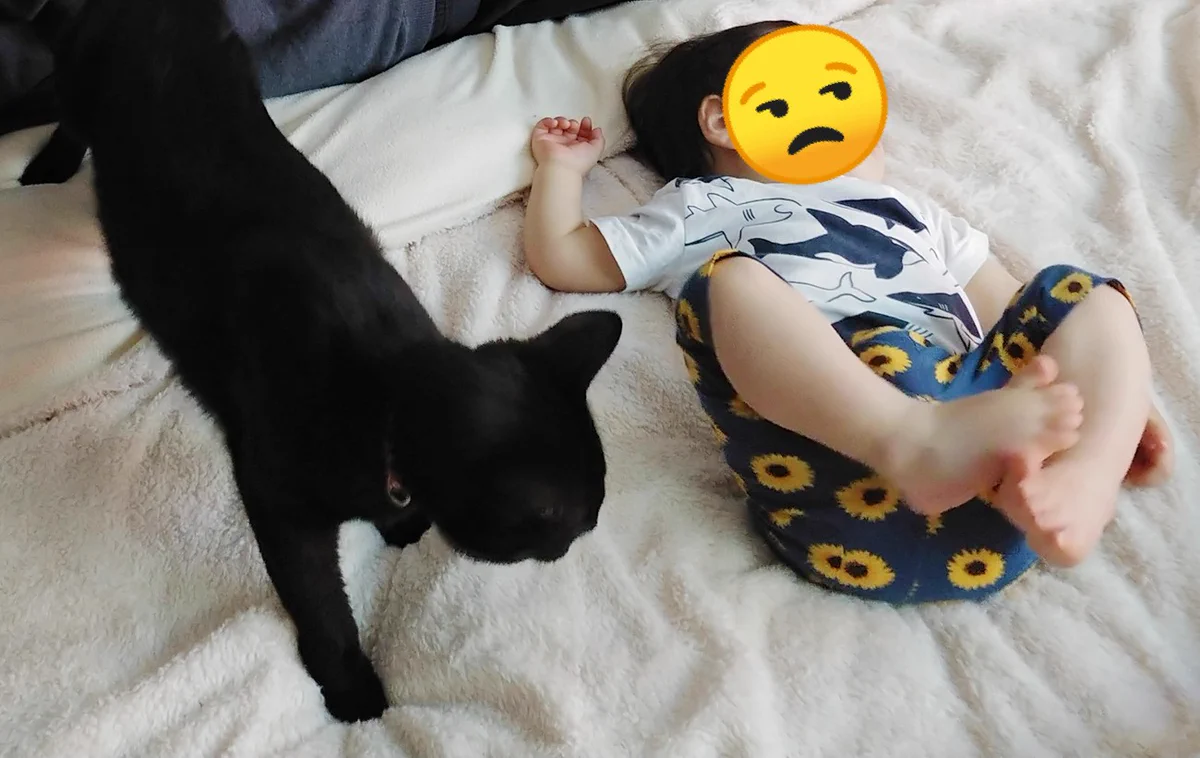【いつまでも見ていられる癒しの4枚】むちむちな脚で蹴られる黒猫ちゃん
