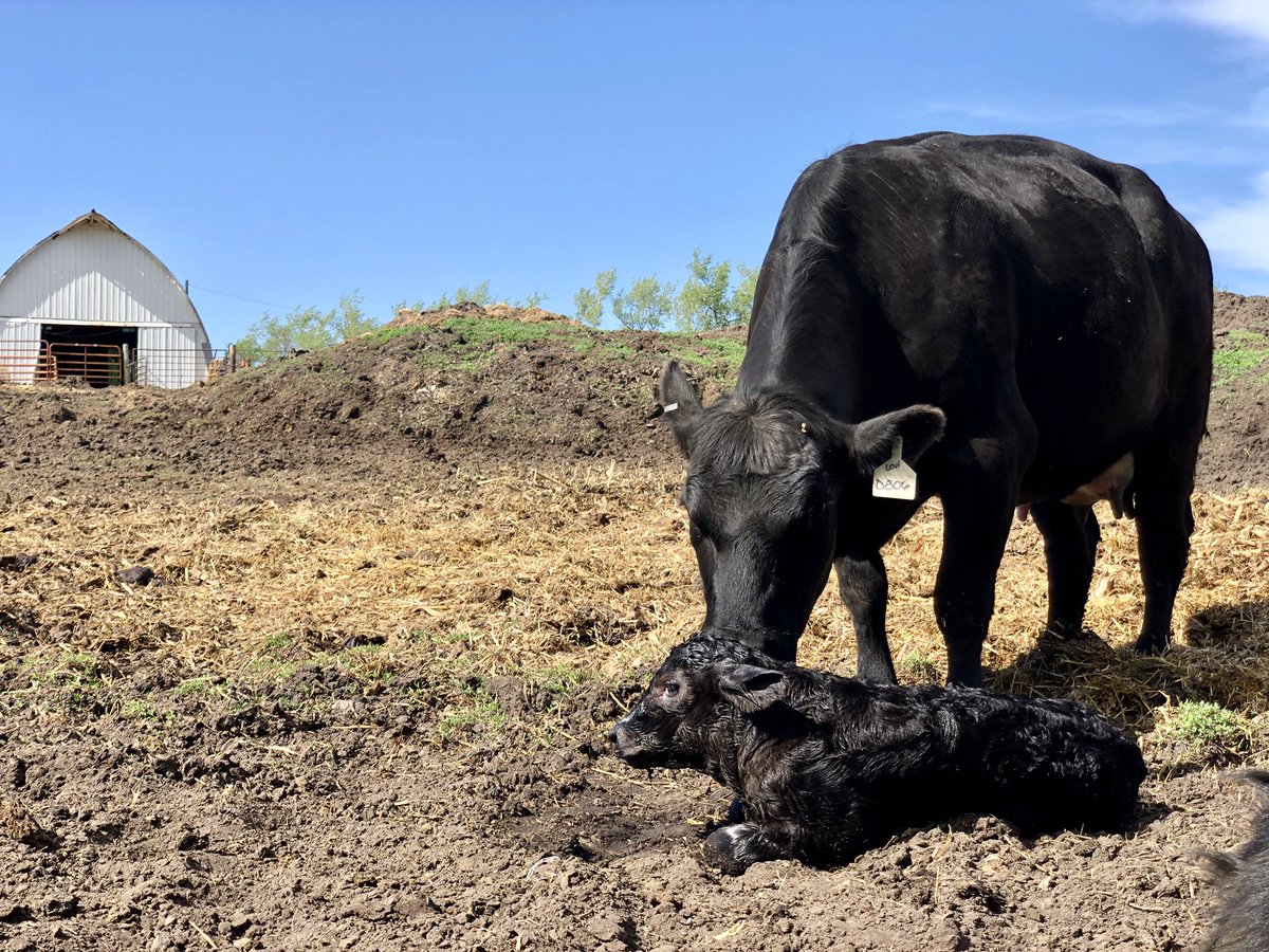 overby_ranch's tweet image. One step closer to wrapping up #calving20