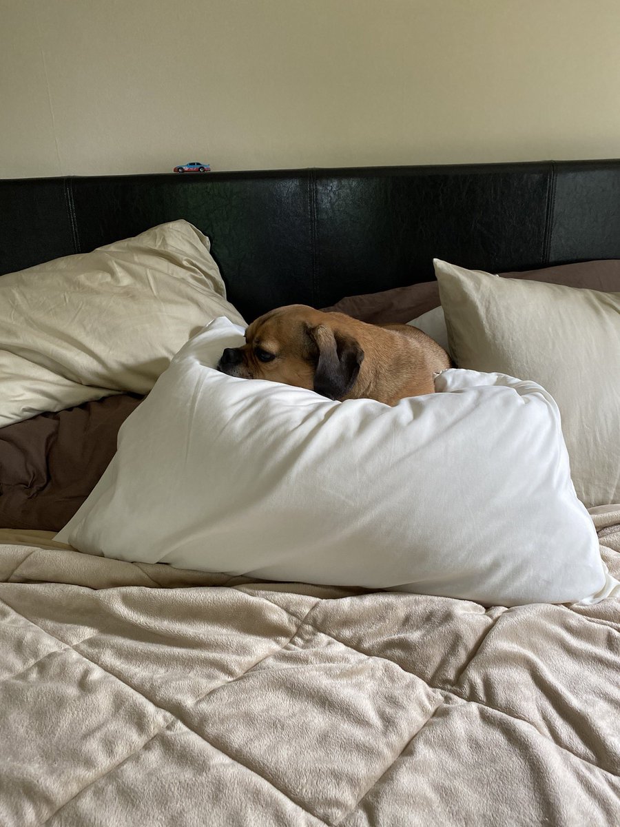 brutusthepuggle's tweet photo. I’m king of the pillows https://t.co/fTRa0U3Sgs