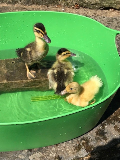 Over compensating for no cria this year ...hatching runner ducks....another 12 eggs in the incubator!!