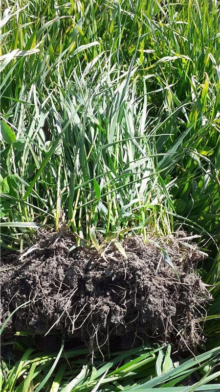 EllaAnu's tweet image. More soil and roots again. Every day something special! The power of Brome grass and Timothy is amazing in coldness. #discussiongroups @ProAgria