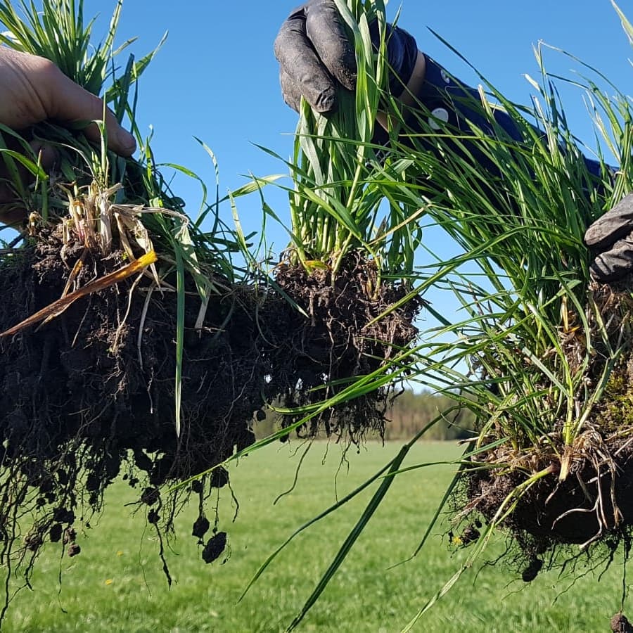 EllaAnu's tweet image. More soil and roots again. Every day something special! The power of Brome grass and Timothy is amazing in coldness. #discussiongroups @ProAgria