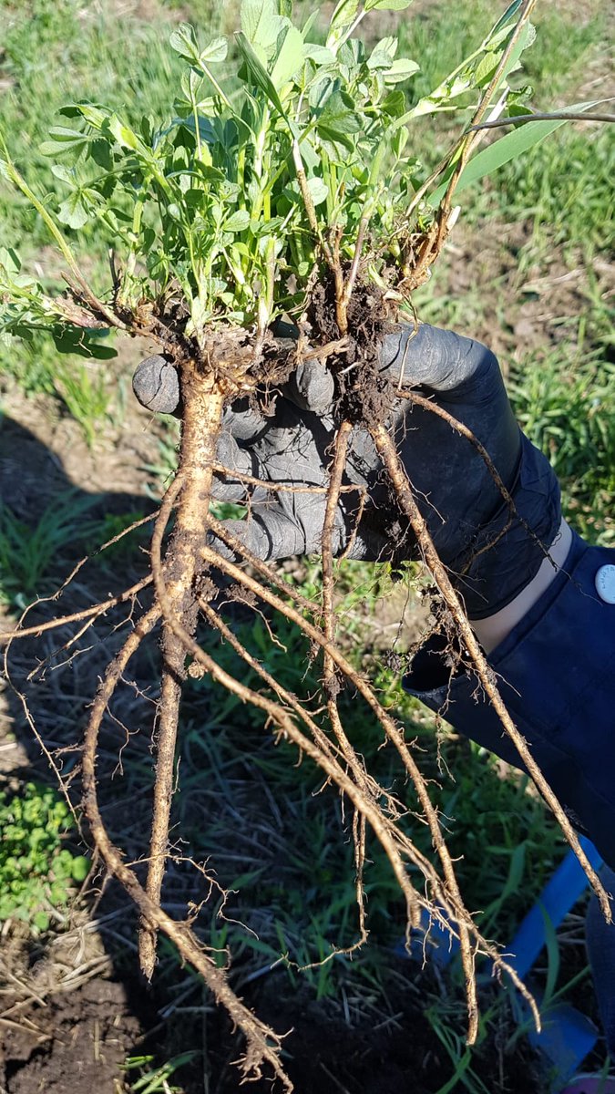 EllaAnu's tweet image. More soil and roots again. Every day something special! The power of Brome grass and Timothy is amazing in coldness. #discussiongroups @ProAgria