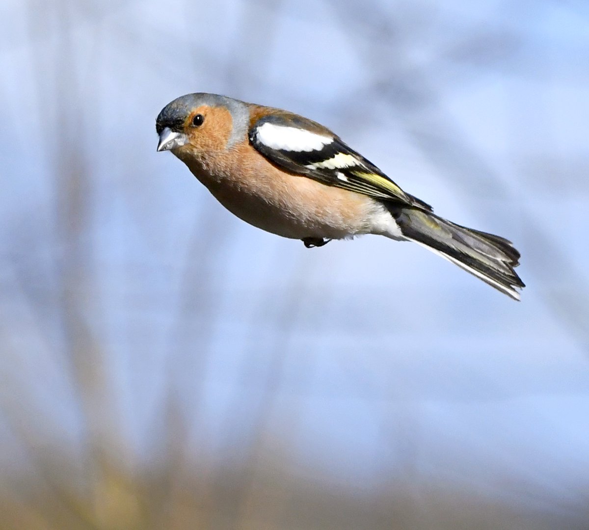 I'm starting to get the feeling the birds are on my side, and deviate their flight trajectory when launched at me by my attackers! This male Chaffinch is a case in point, turning slightly in mid-air and giving me a knowing side glance as it sailed harmlessy by... 