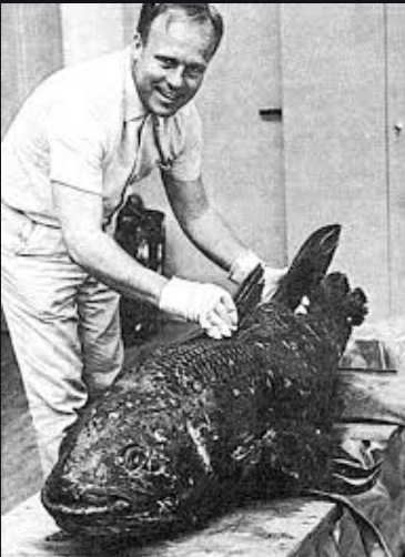 To prevent this second coelacanth from falling into the hands of French science, D.F. Malan, prime minister of South African since 1948 and architect of Apartheid, despatched a military aircraft and a scientific team to take custody of the specimen.