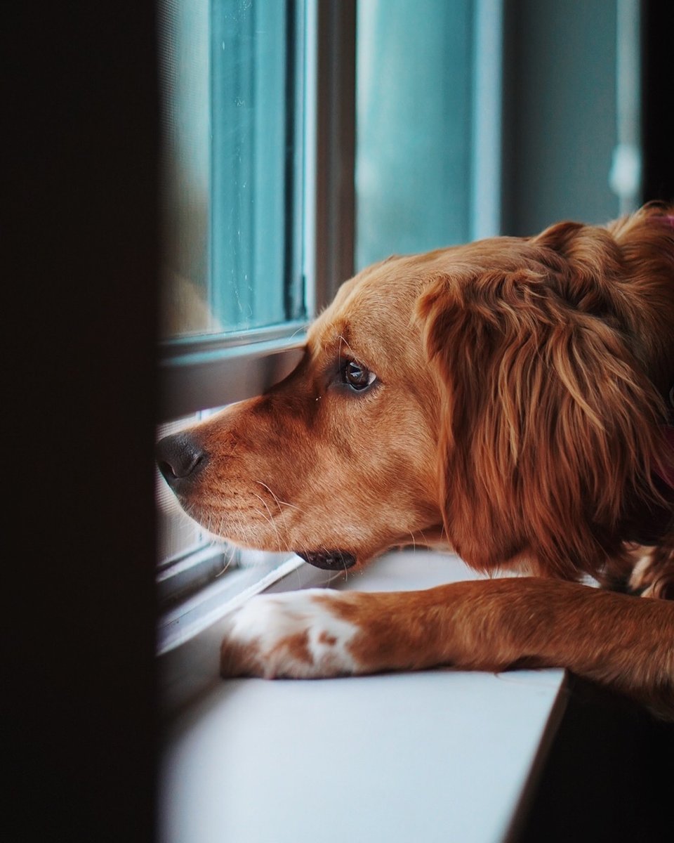 PawifyP's tweet photo. What could be outside? The mailman? #curiousdogs 
#dogsofinstagram #dogstagram #dog #dogs #doglovers https://t.co/cX8I962ipQ