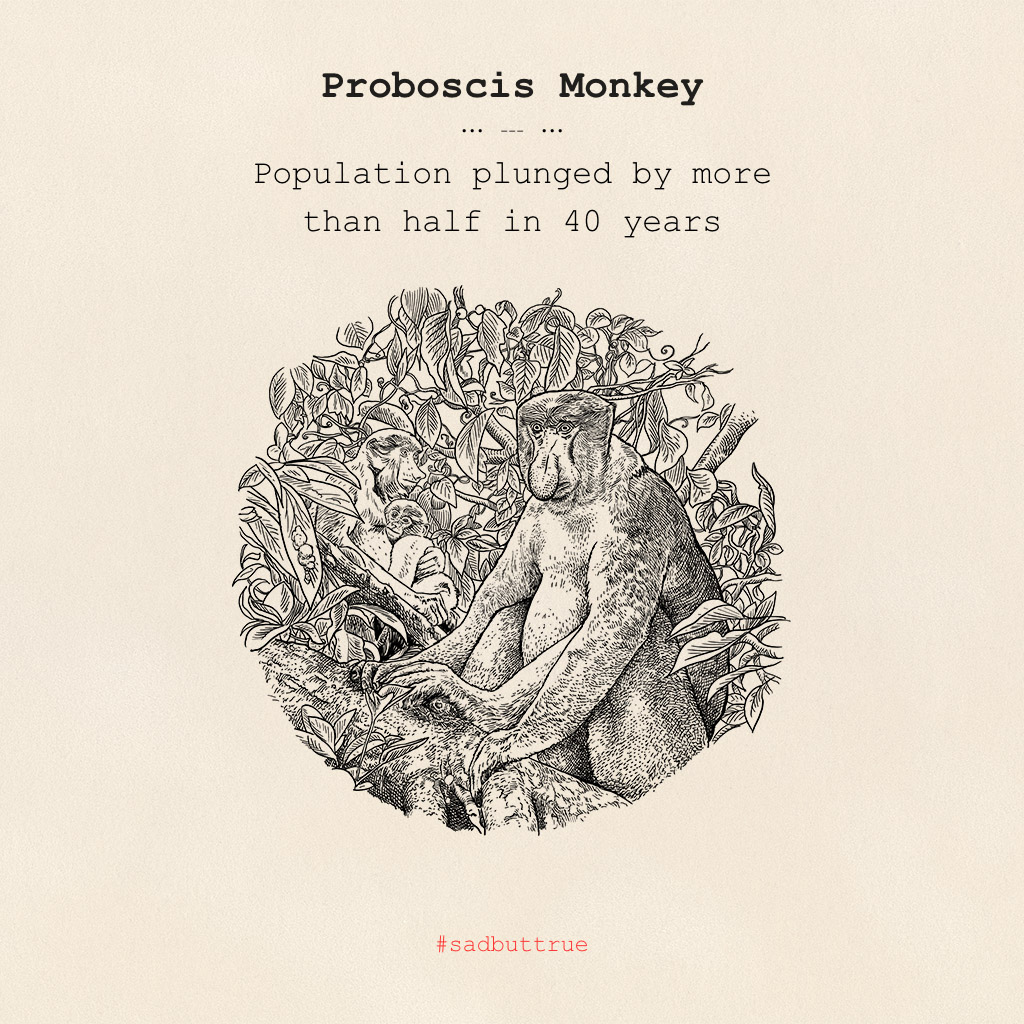 After ten years of making our Monkey 47, it is time to give something back.
That’s why for the next weeks we are giving exposure to an urgent matter:
saving endangered primates from extinction.
Stay tuned. fal.cn/38kRS #monkey47 #gin #sadbuttrue
