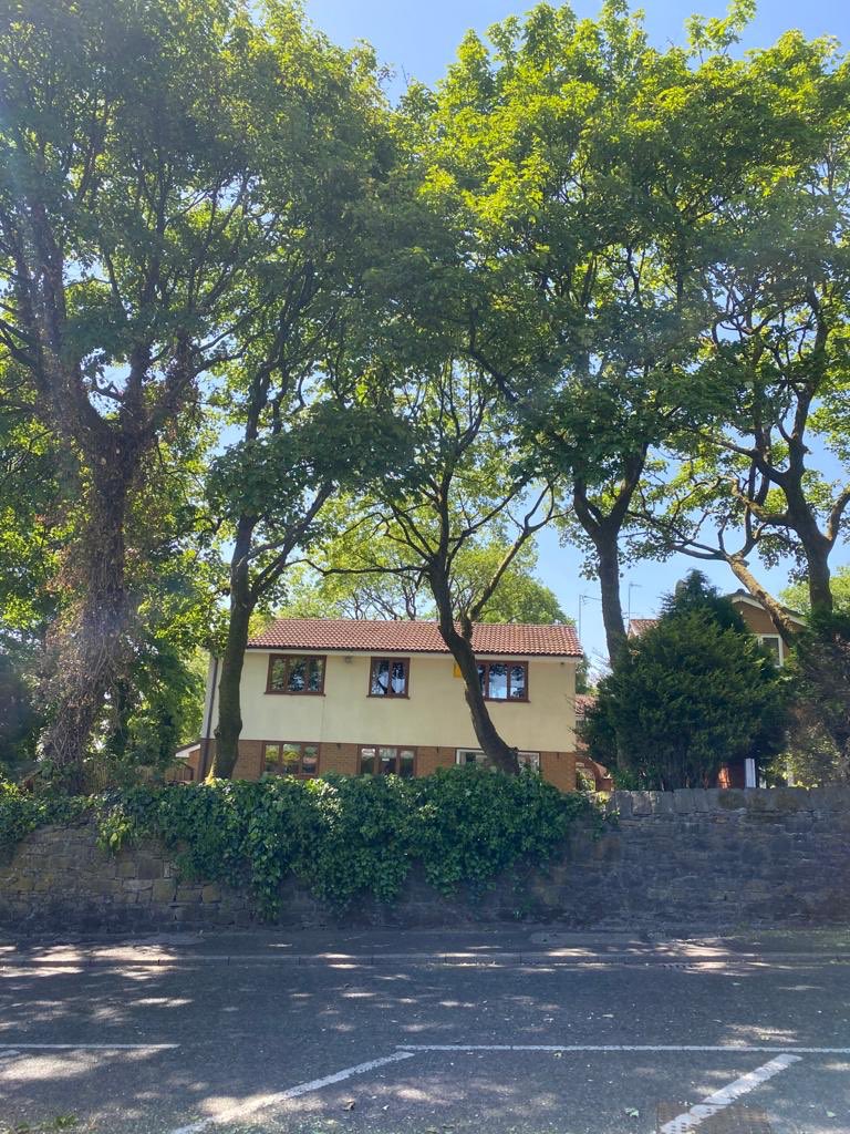 ArielTreeCare's tweet photo. Work carried out on protected trees in Belmont this morning. 
 #arieltreecare #boltontreesurgeon #localtreesurgeon #hedgetrimming #treepruning #grasscutting #logsales #stumpremoval  #qualifiedtreesurgeon #treeservices #treecare #treepreservationorder #conservationarea https://t.co/jEAyBvwQ4p