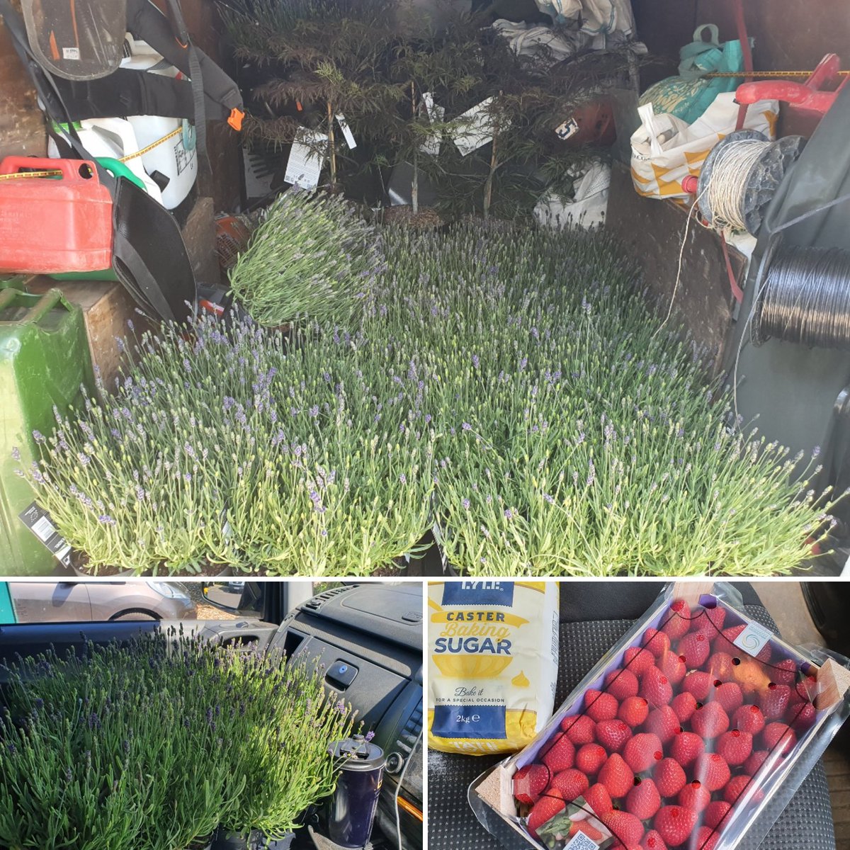 devlanmud's tweet image. My van has never smelled so good before! 13 trays of lavender from @EvergreenExt and a kilo of strawberries I picked up for @MsKayEmEm to make pavlova with tomorrow.