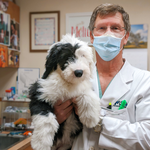 MSAH101's tweet photo. Penny and her sister, Winnie, came to see Dr. Brian for their new puppy exams and shots! #msah #puppy #oldenglishsheepdog https://t.co/l8BcMfNjyU
