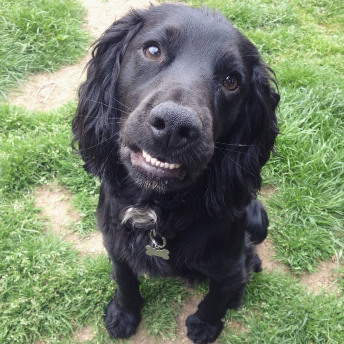 Chlo_LK's tweet photo. @VodafoneUK #VeryMeRewards Dexter 🐾😁 https://t.co/7JxfwDV1i6