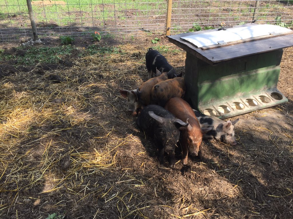 Whoops! Posting has taken a back seat amidst seeding, and spring growing projects. We’ve been done seeding almost a week...where had the time gone!? Working hard to grow more food this year. #pasturedpoultry #pasturedpork #foodforest