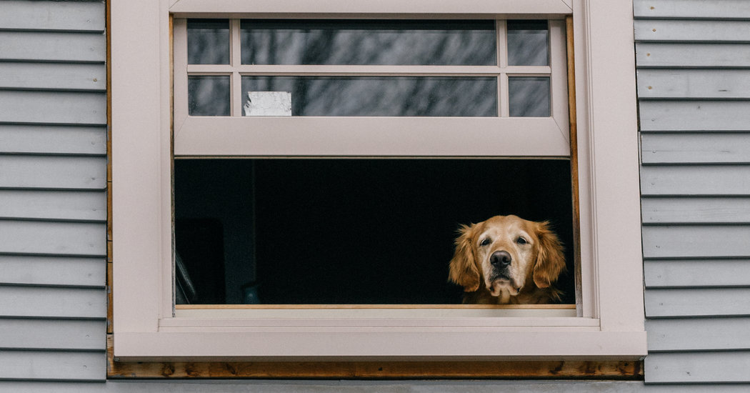 PetsRInn's tweet photo. As things start to open back up, your dog needs to learn how to be home alone again. Here's how you can prepare them the right way: https://t.co/qtlhOSX0sX https://t.co/1adxrT9Lh4