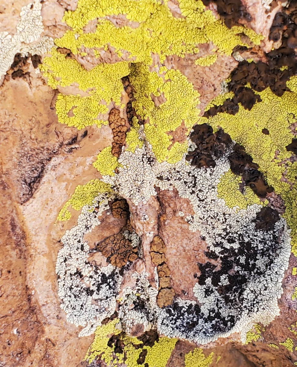 I've always been fascinated by the things that grow on the rocks near by.
#NevadaDesert #Offroading #MemorialWeekend #Lichens #NorthernNevadaMoms #SmallBusinessMom #BiggestLittleMoms #MomLife #4x4 #NorthernNevadaDesert #RockLife #GreenLichen #BlackLichen #LittleCrittersOnRocks https://t.co/P2MvdOOchb