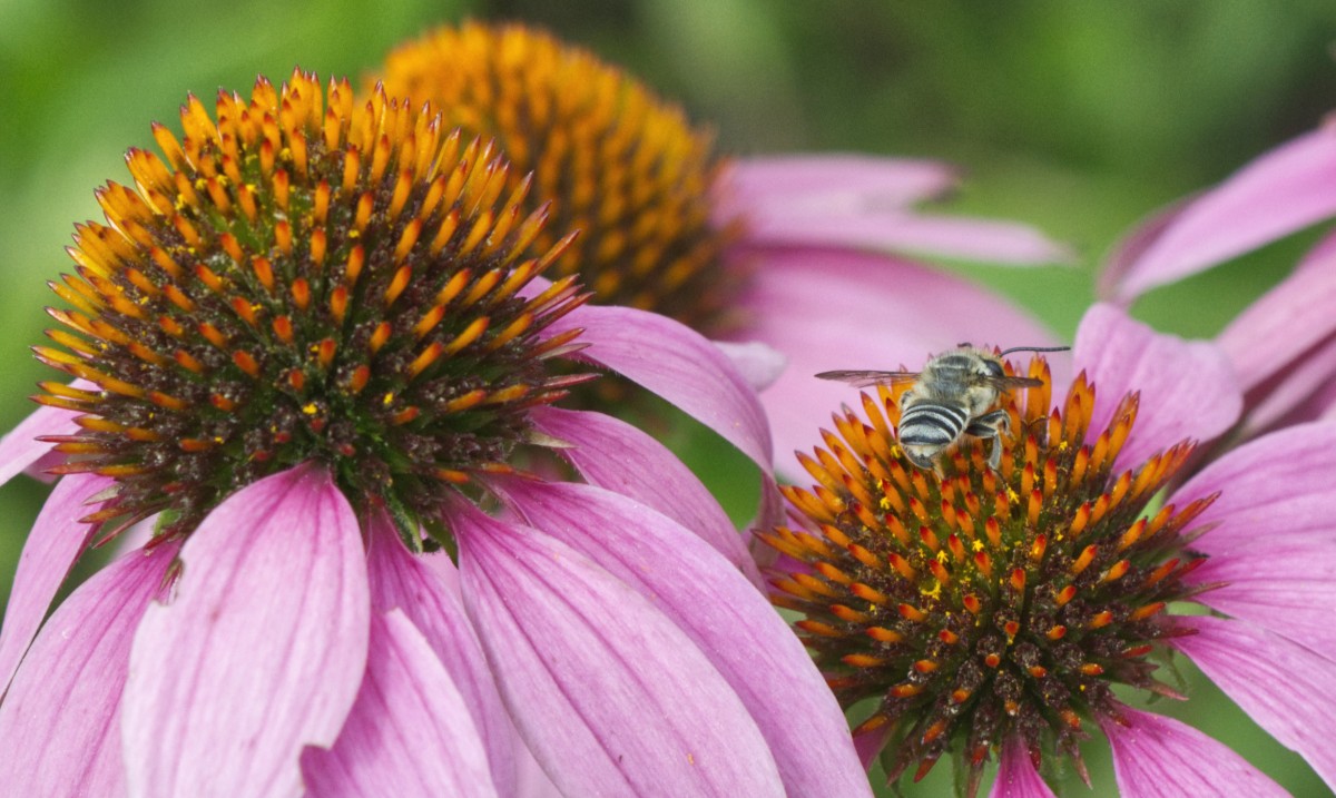 The State Botanical Garden of Georgia is excited to collaborate with ServeScape on the Connect to Protect pollinator garden collection. 

Check out the collection: servescape.net

Learn how to install your own Connect to Protect garden: t.uga.edu/5a5