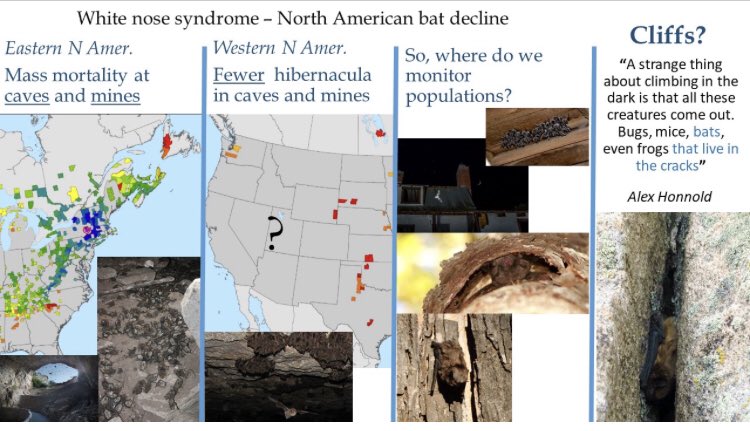 1/5.  #WBTC1  #Conserve3. I’m Rob Schorr  @ColoradoStateU. When WNS hit eastern NAmer,  #bats mortality was obvious. When WNS hit western NAmer, mortality was much less obvious. Fewer cave/mine hibernacula in the West. Where should biologists monitor ? Maybe cliffs! 