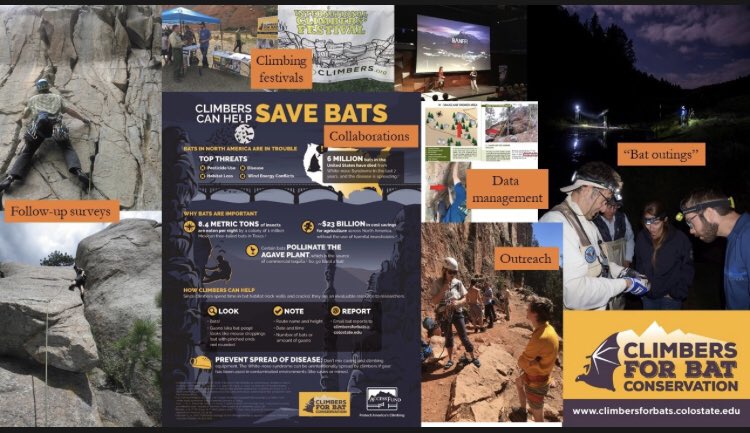5/5  #WBTC1  #Conserve3 Next steps: online data portal for data submission; visit routes where climbers have seen ; engage with climbers at festivals and show them bats; and collaborate with climbing orgs! See a while climbing, let us know! email: climbersforbats@colostate.edu