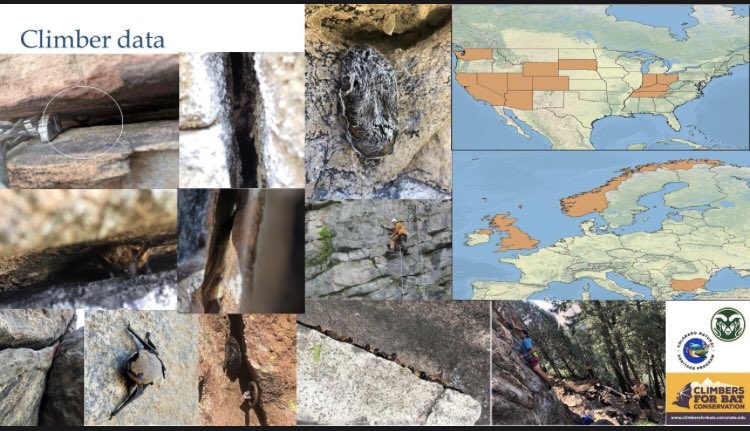 3/5  #WBTC1  #Conserve3 Climbers see in natural rock roosts. Currently 70 records from 12 states, UK, Bulgaria, Norway. Most are of single , but a few of 100s and 1000s of bats. We now have climbers as surveyors and ambassadors for conservation.