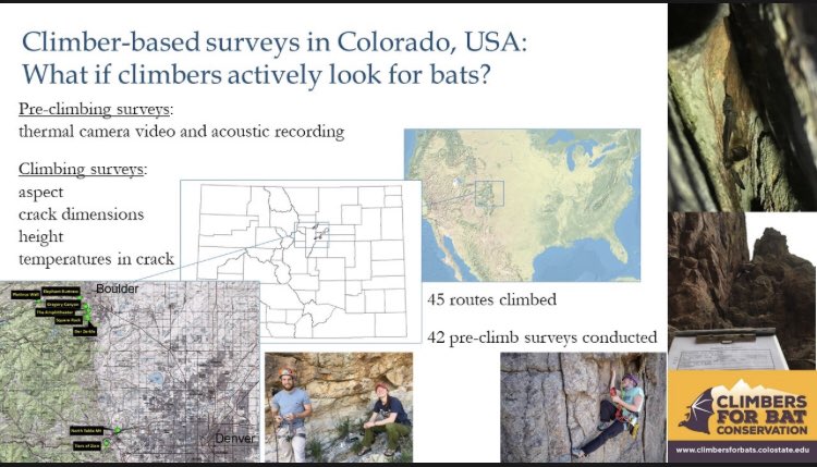 4/5  #WBTC1  #Conserve3 What if you hire climbers to look for bats? 50 km W of Denver, Colorado, USA. Pre-climbing surveys and climbing surveys. 42 pre-climb surveys, 45 climbing. 2  found: Myotis evotis, Eptesicis fuscus. 1cm cracks, east-facing, 10–12m high