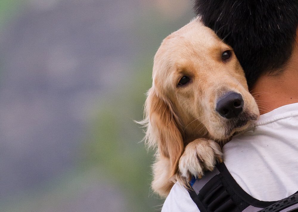 dotty4paws's tweet photo. For all your dog friendly #adventures sniff out our website packed with places that welcome your dog 🧡🐕🧡🐕 
 
https://t.co/4M6vekQ5WM  #weloveDogs https://t.co/4yflt4q5Xo