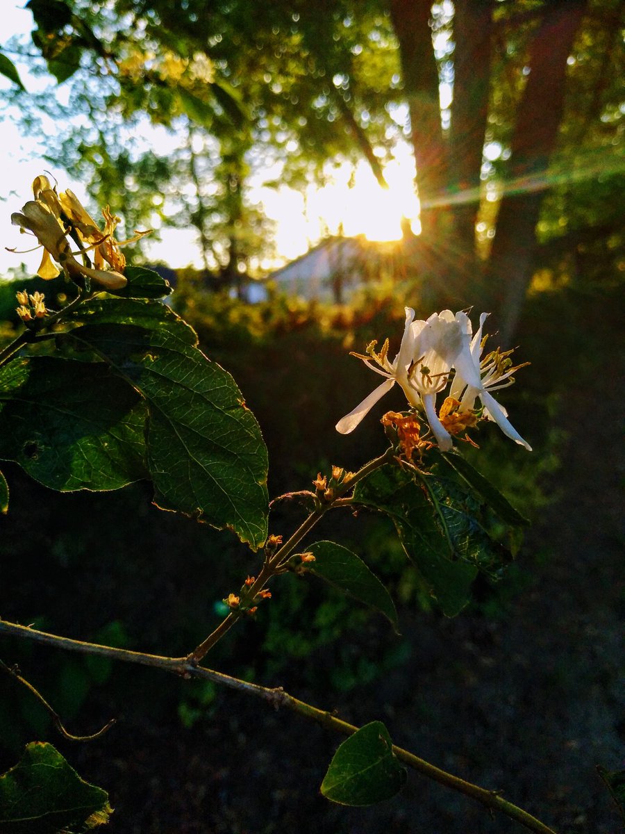 light_writer_'s tweet photo. 🌼☀️ #flower #leaves #sunset #nature #photography #lightwriter #editor https://t.co/aoWVkpRs2W