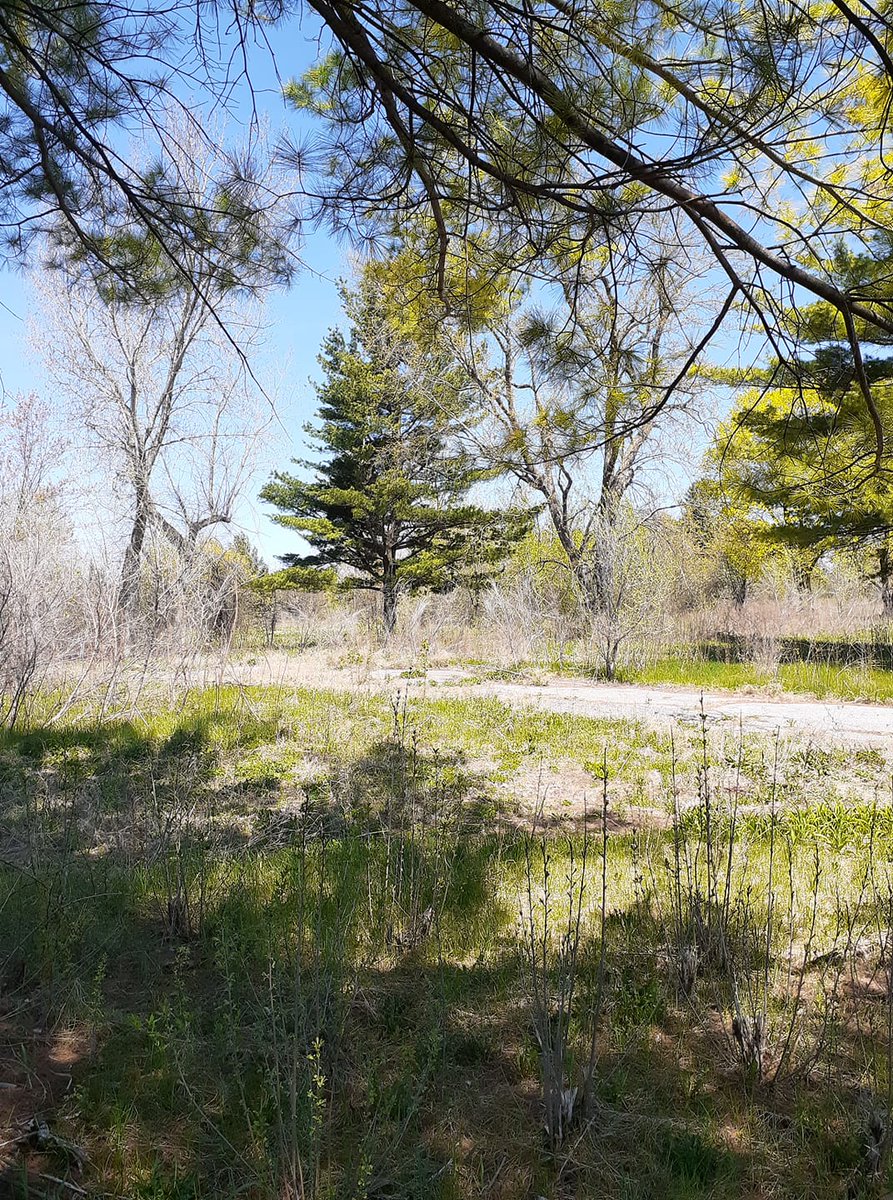 TreeCanada's tweet image. Help us share the #poweroftrees, by planting a #tree in our #virtualforest! 
📸 Carolle Lavoie, via Facebook
🗺️ #Ottawa, #ON (@NCC_CCN lands)