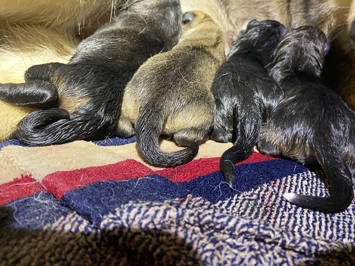 Next is a boy. Here’s some puppy butts.