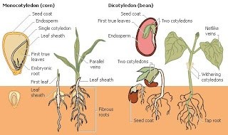  #DearfarmersSometimes, you may plant a seed, give it all necessary conditions possible for germination (lighting, temperature) but they never germinate.This is not bad luck, neither is it witchcraft, This is called SEED DORMANCY #KOTLoyals  #KOTWave  #nyeri  #agribusinessTalk254