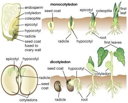  #DearfarmersSometimes, you may plant a seed, give it all necessary conditions possible for germination (lighting, temperature) but they never germinate.This is not bad luck, neither is it witchcraft, This is called SEED DORMANCY #KOTLoyals  #KOTWave  #nyeri  #agribusinessTalk254