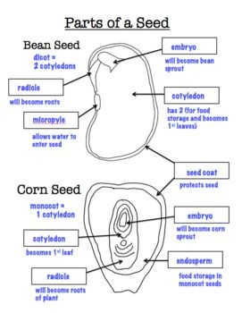  #DearfarmersSometimes, you may plant a seed, give it all necessary conditions possible for germination (lighting, temperature) but they never germinate.This is not bad luck, neither is it witchcraft, This is called SEED DORMANCY #KOTLoyals  #KOTWave  #nyeri  #agribusinessTalk254