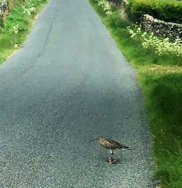 This female curlew in the North York Moors is standing over her chick which has been fatally injured by a car. Please drive responsibly, don’t litter &amp; keep your dog on a lead to protect wildlife &amp; livestock if you’re heading to the countryside this weekend