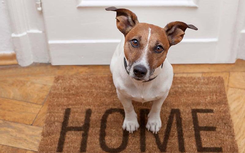 Help keep people and their companion animals together. Mayor’s Office of Animal Welfare is bringing on a Pet-Accessible Housing VISTA member through <a href="/AmeriCorps/">AmeriCorps</a> and <a href="/NYCService/">NYC Service</a>. The position begins in August 2020. Apply here: bit.ly/36HuAqi #NYCMayorsAnimals #NYCVista