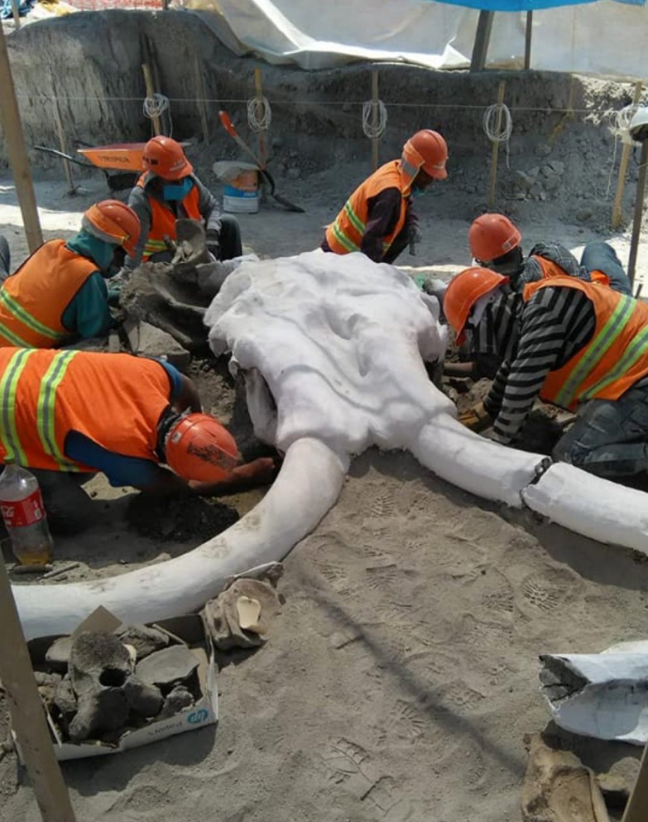 Ironías de la vida,en el aeropuerto de Santa Lucía encontraron resto de Mamut y en el de Texcoco...Ratas de dos patas muy vivitas.