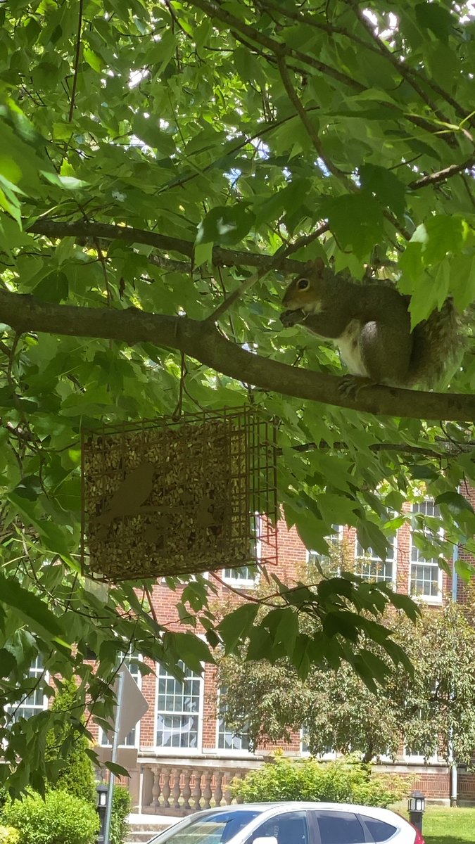 Lauralbooth27's tweet photo. @WSAZirr I’ll be a member of your club!! They clean out our BIRD feeders faster than I can fill them up. #squirrelssuck https://t.co/NGSo3ox8bQ