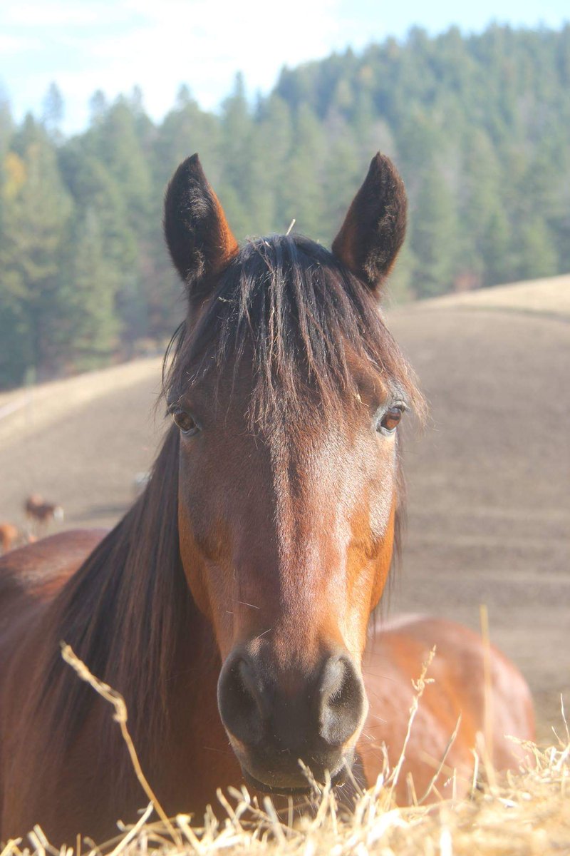 AcresOrphan's tweet photo. Freedom has officially been adopted and has left to his new home. Freedom's new owner is developing a strong relationship with him and we have no doubt that he has finally found his forever home!

#horses #rescue #sanctuary #orphanacres #Idaho https://t.co/QmuOS2FrNc