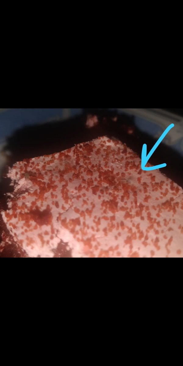 Itslasagna's tweet photo. @FreshMenuIndia We had a small cake ordered from Freshmenu via Zomato for a birthday. Turns out the cake had fungus on it. Please ensure you guys check that goes out of the kitchen. My family could have fallen sick. https://t.co/W72egRD3hh