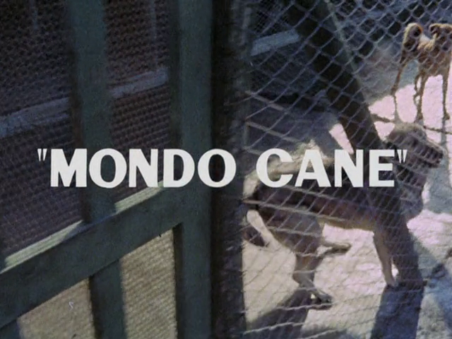 Here's an ongoing thread of random images from the 1960s exploitation Mondo Cane films (US: Tales of the Bizarre: Rites, Rituals and Superstitions)