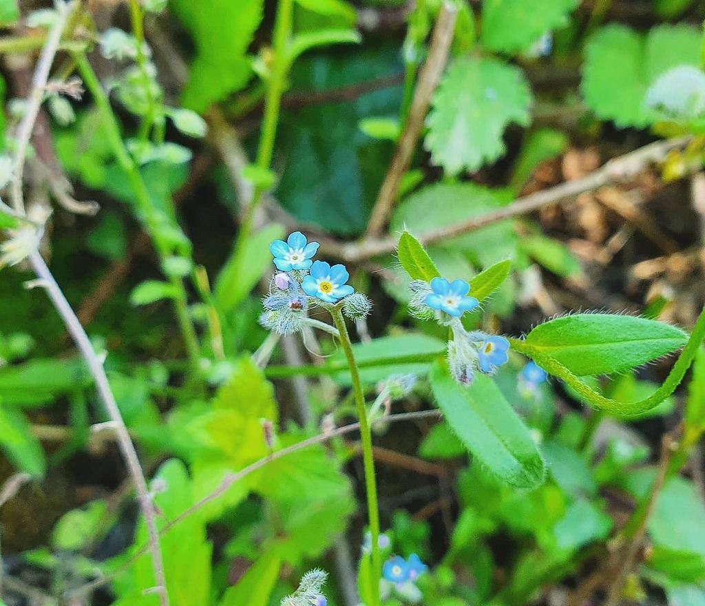 Adimimic's tweet image. #autohash #leaf #nature #flora #flower #little #outdoors #growth #summer #wild #grass #season #agriculture #herb #closeup #environment #bud #garden #green #pretty #beauty instagr.am/p/CAvVceihQly/