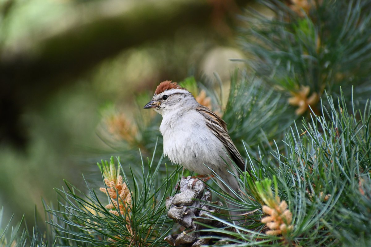 kmfret's tweet photo. My backyard was the landing pad for 2 or 3 just-out-of-the-nest baby chipping sparrows yesterday.

Much like the parents I spent the afternoon hovering anxiously from a short distance.

#backyardbio #backyardwild @EBTSOYP https://t.co/QlOoB96CiJ
