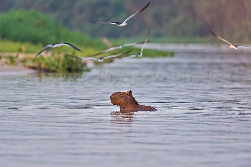 A Capybara - biggest rodents in the world on a river full of Caiman, Catfish and Piranha amongst others