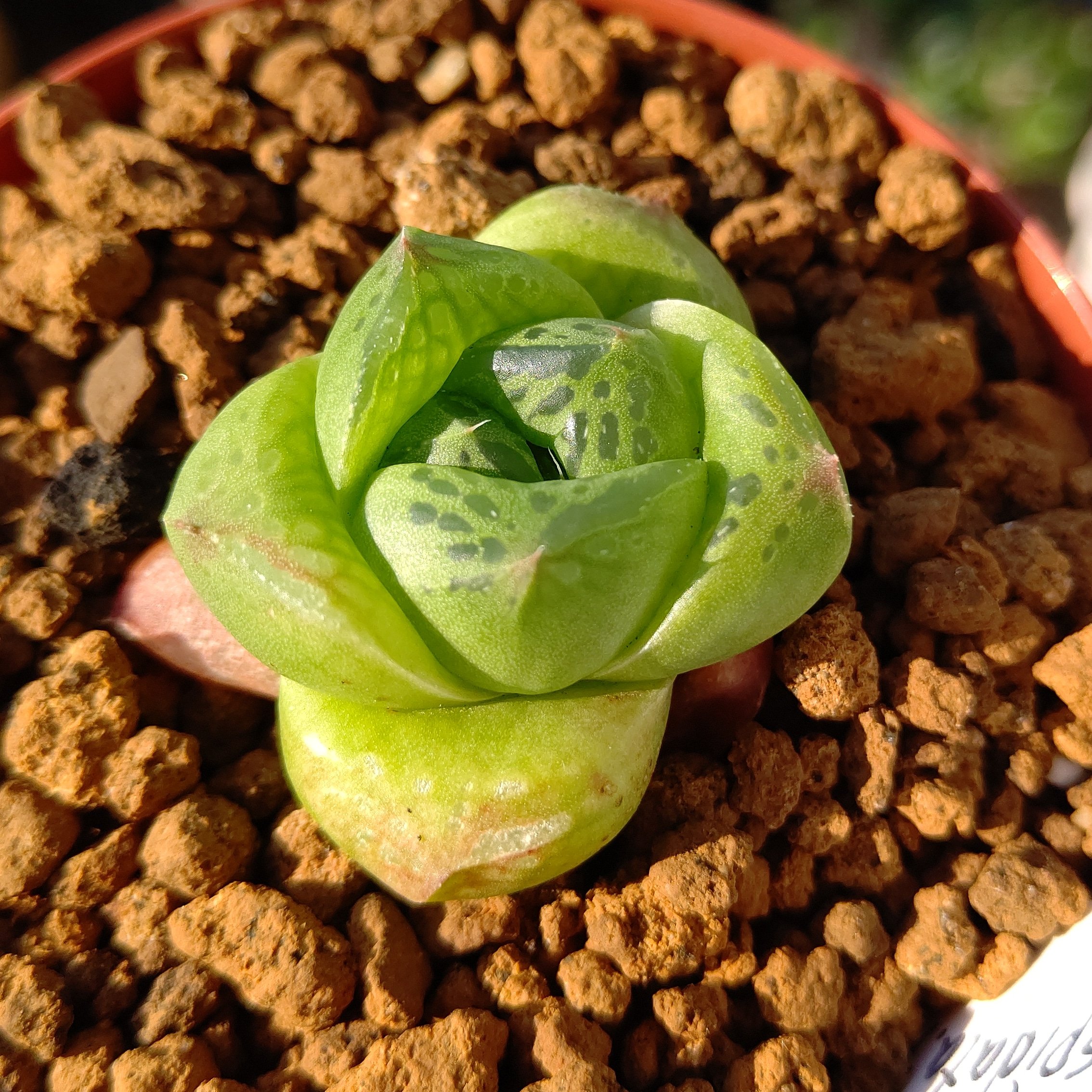 オマメプランツ A Twitter Haworthia Cuspidata F 宝草のスーパーなダルマタイプなのかしら 園芸種 普及種ですが好きなハオルチアです オマメプランツ 多肉植物 サボテン 京都 多肉植物販売 弘法さん 天神さん 菊屋雑貨店 Plantplant 植物 塊根植物