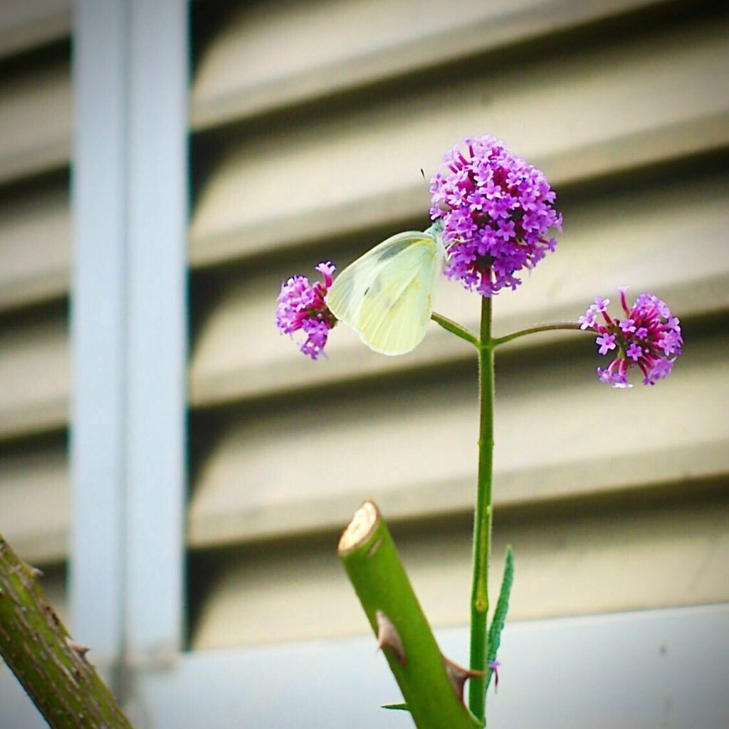 kikutaroid's tweet photo. 無題
#街歩き
#scene
#花 #flower
#植物 #plants
#虫 #insects
#路傍 #roadside
#pentax #pentaxistd #istd
#smc #smcpentaxf #pentaxf5014 #f5014 #singlefocuslens #aflens #oldlens
#retouched https://t.co/4aOADLSfqx https://t.co/3H2CJEgkOX
