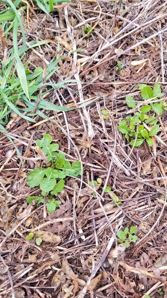 CIMagroarg's tweet photo. Nabo resistente a 2,4d.
 Antes y despues, 1 semana post aplicacion... en 1 semana les cuento como sigue.
#Campo #Malezas https://t.co/DR4qi3juDb