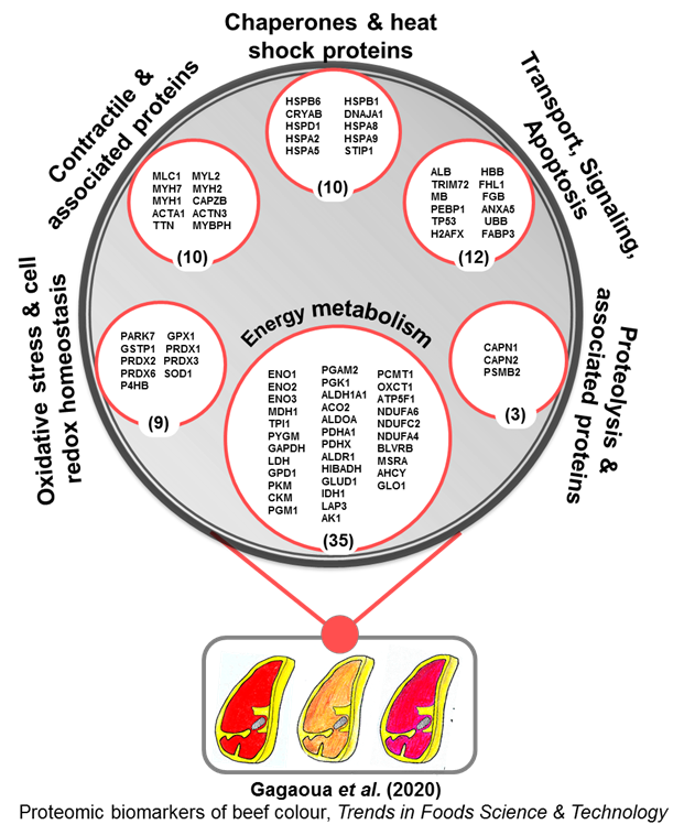 mgagaoua's tweet photo. Glad to share this #integromics I coordinated with #meat_scientist experts from🇮🇪🇫🇷🇪🇸🇦🇷🇦🇺on #Proteomic #biomarkers of🥩#beef #colour
➡️https://t.co/YQgtZSoPk0
Thanks @EI_CareerFit @teagasc @Entirl @INRAE_DPT_PHASE @RobynWarner @joannehughes213 @CSIRO @unimelb @CIVETAN_CONICET CTC https://t.co/dRkEiBsOF2