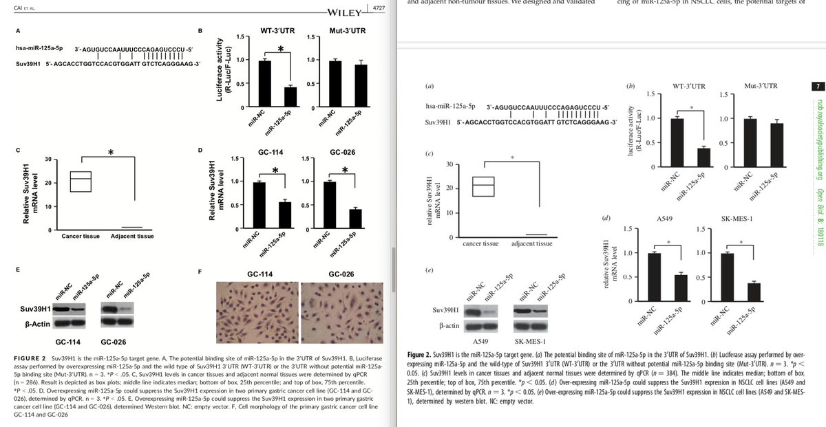 Moving on to Figures 2 in both papers. Again, the graphs are remarkably similar. The Western blots are switched and represent different cell lines, and the left paper has an extra set of microscopy images, but otherwise the similarities are striking.