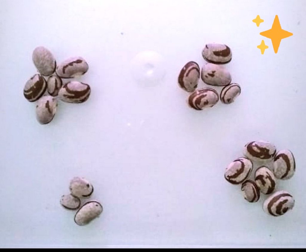 Finally we arrived at the bean seed of the BC3F3 generation! We are ready to start transcriptomy studies aiming to understand more about the molecular mechanisms of resistance to common bacterial blight 🧬🧫🌱