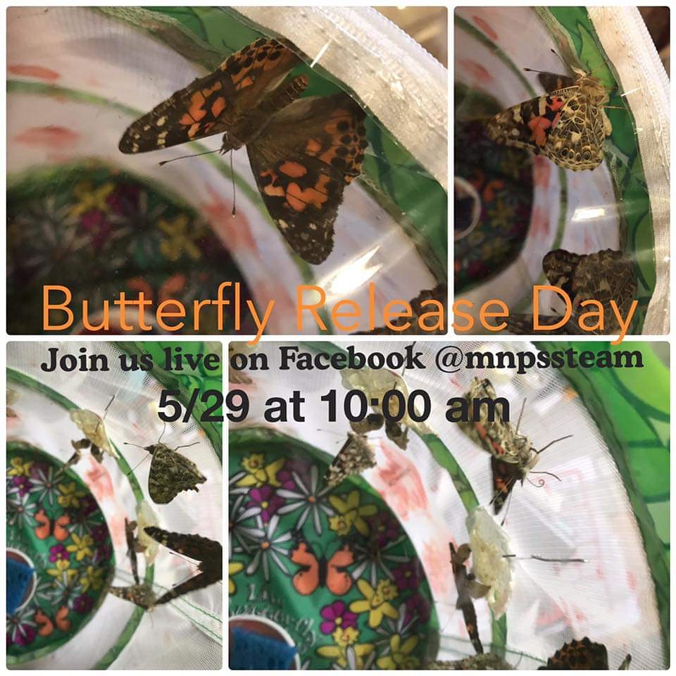 MNPS_STEAM's tweet photo. Join us tomorrow on Facebook live #mnpssteam @MetroSchools https://t.co/dAvUhl7iwP